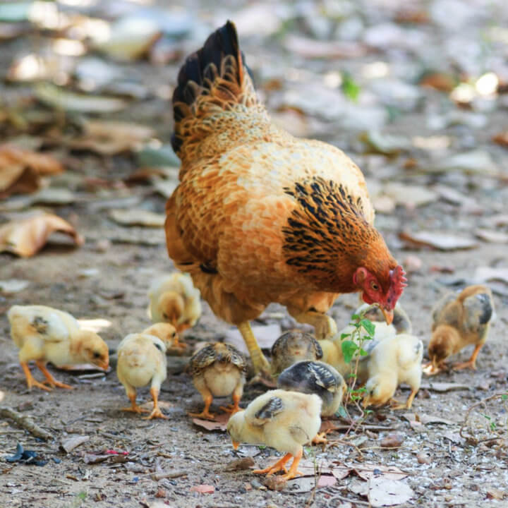 Chicken