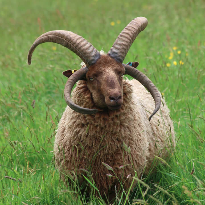 Manx Loaghtan sheep
