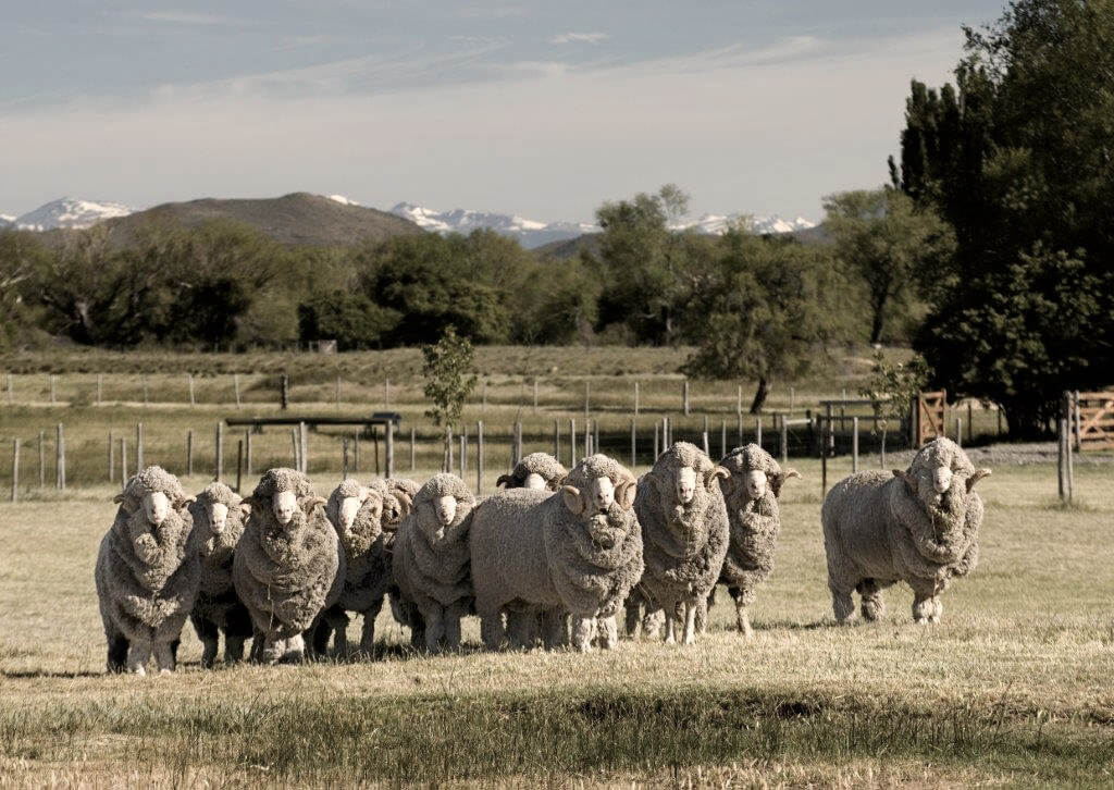Merino sheep