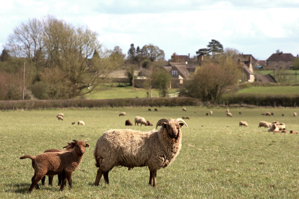 <span class="translation_missing" title="translation missing: de.frontend.products.manx_benefits.image_sheep">Image Sheep</span>