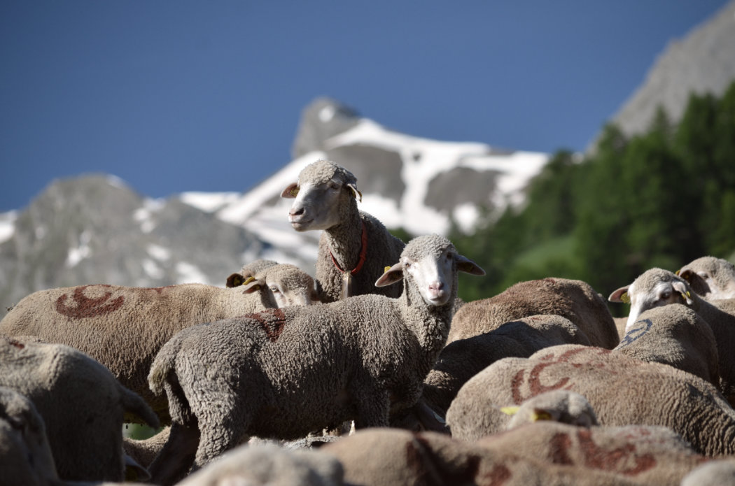 Merino d'Arles sheep