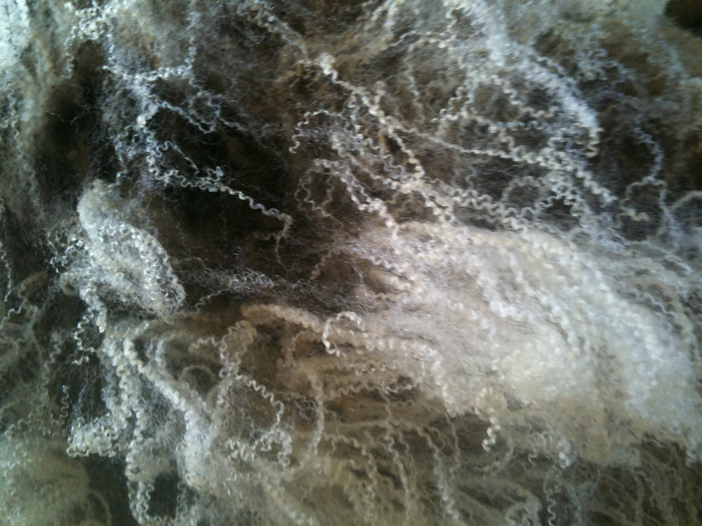 Closeup of wool