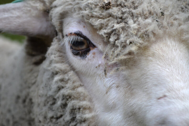 Eye of a sheep