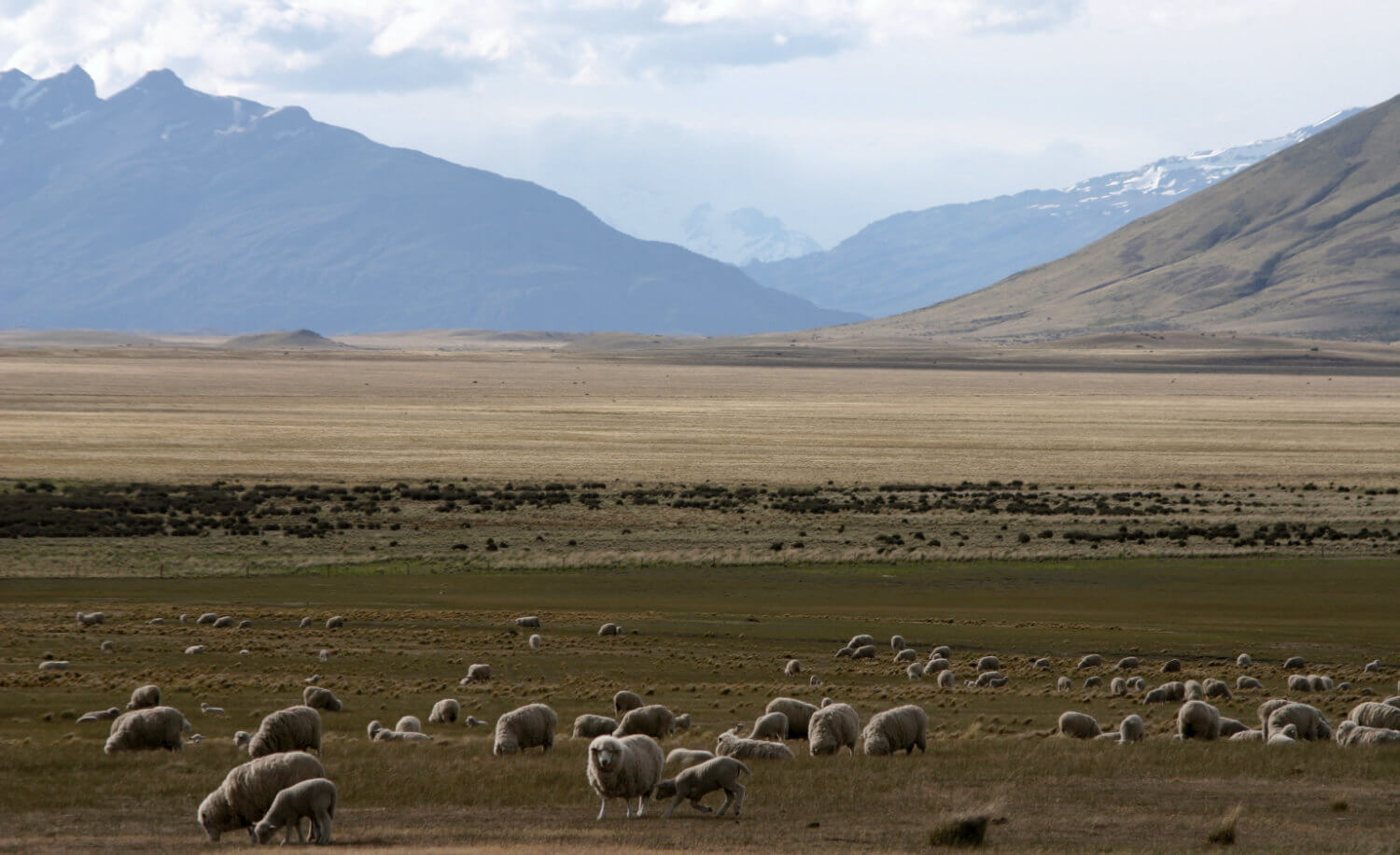 Sheep